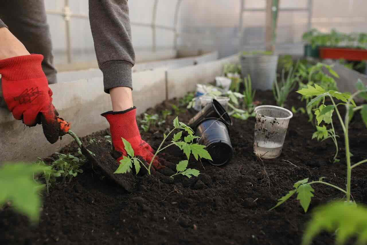 frutas locales y ecológicas